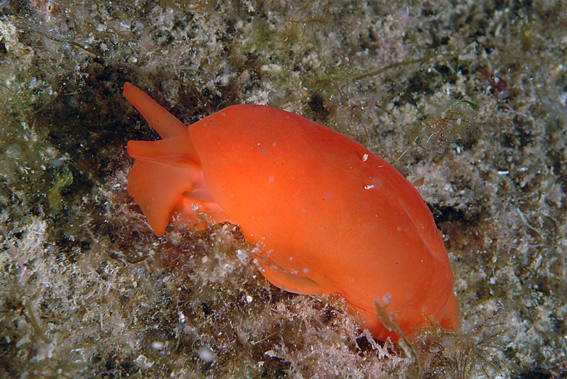 Berthella aurantiaca